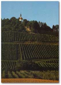 Kalvarija